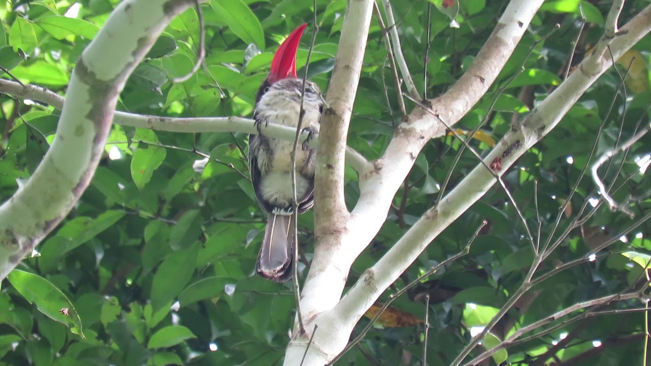 Red billed Dwarf Hornbill 4