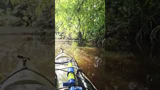 Telegraph creek #florida #creek #kayaking #nature #adventure