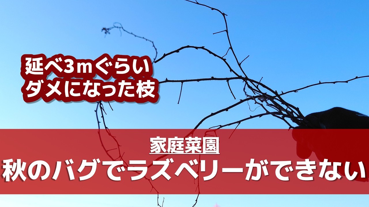 秋が暖かいとラズベリーがバグる【家庭菜園】【ガーデニング】