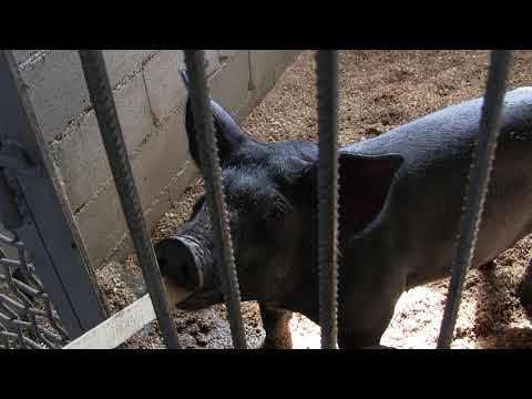 ჩემი ვაჟკაცები..სადედეები...აბა ვნახოთ როგორები გახდნენ..?