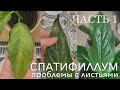 Спатифиллум. Листья жёлтые, с коричневыми и черными пятнами, мятые. Причины.