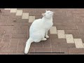 Extremely Rare White Cat With Green Eyes