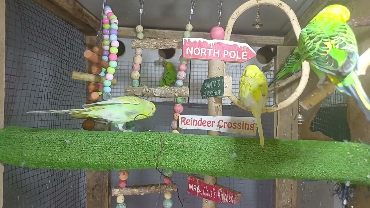 English: Who taught it to say that? 🤭