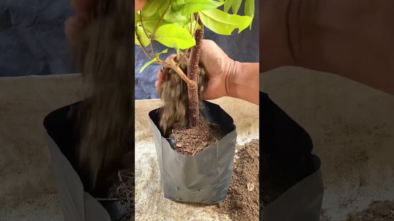 tamam bahan bonsai anting putri 