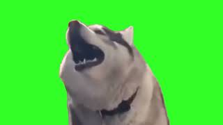 Green screen / Dog sings #greenscreen #greenscreenvideo #dog #smile #memes #videomeme