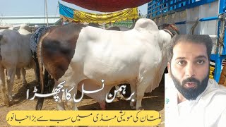 Multan Animal Mandi برہمن نسل کے بچھڑے Daikh kar حیران Ho Jao Gay