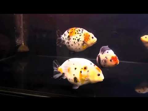 Video Cập nhật cá đang có tại AZRanchu 17/10/2022 - youtube