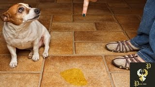 Dogs Peeing Where They Shouldnt Compilation I Pp