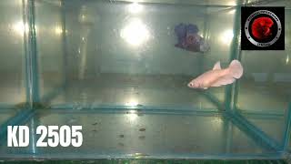 Ikan Cupang Betina White Platinum KD 2505 | Rp. 25.000
