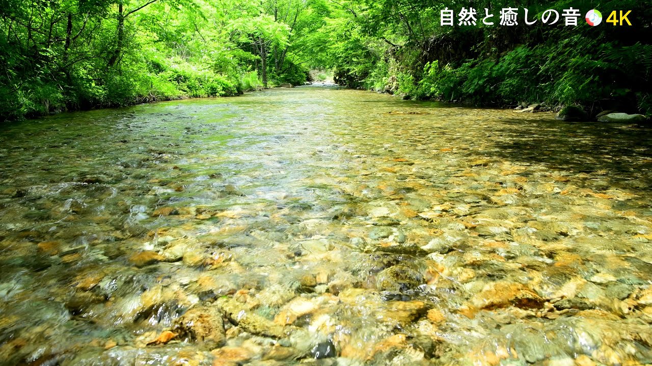 【自然の音】緑の森林と川のせせらぎ、癒し、睡眠、リラックス、作業用BGM/River Sound/Nature Sounds/ASMR/4K ...