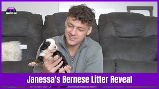 Janessa's Bernese Mountain Dog Litter Reveal