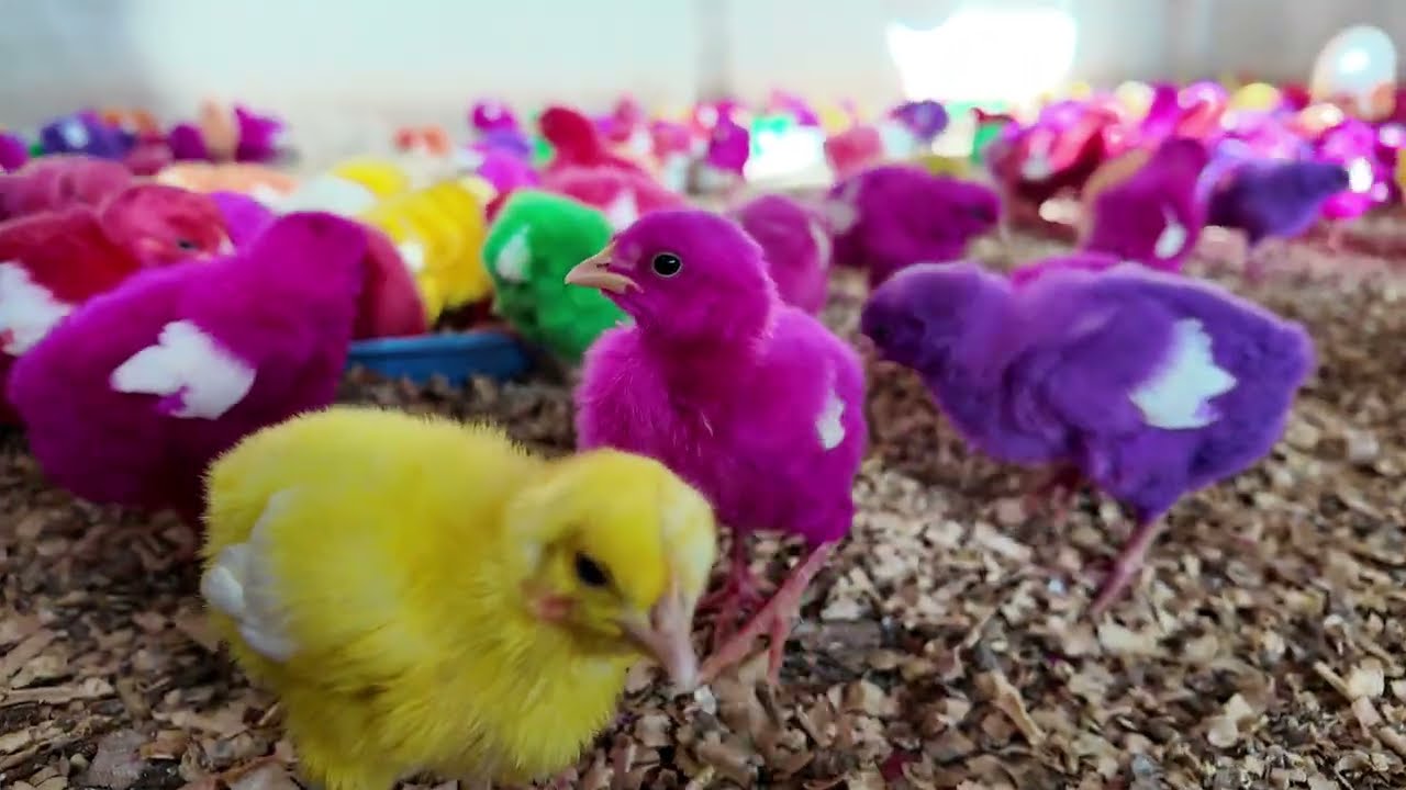 🐥 Playful & Adorable Chicks at the Farm | Cute Baby Chicks Eating Grains