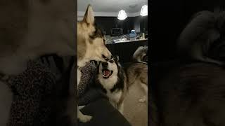 Husky Vs Malamute