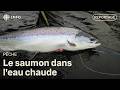 Doit-on interdire la pêche au saumon lorsque l'eau est chaude?