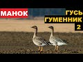 🔊ГОЛОС (МАНОК) ГУСЬ ГУМЕННИК 2