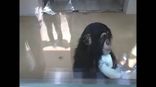 のんほいパークのチンパンジーファン2022年5月28日　13時1分頃