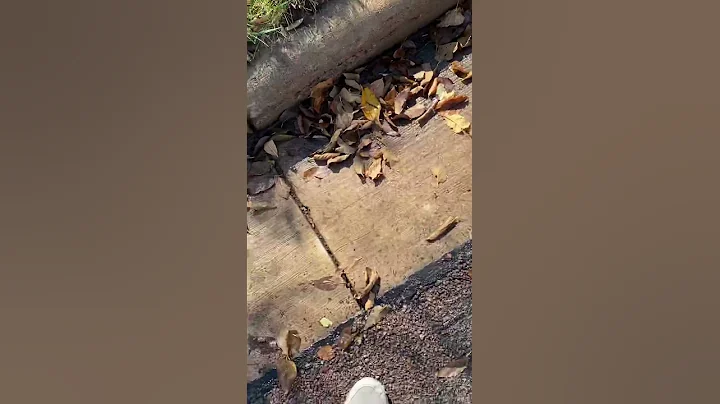 Squirrel With Sandwich In His Mouth