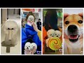 The Best TikTok Dog\💗 Tik Tok Asia 💗/ Тик Ток Милые Щенки🐶