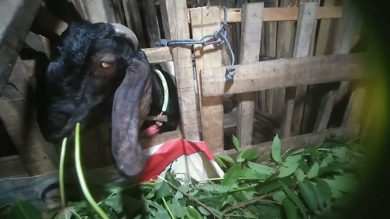 Tengah malam beri makan kambing, daun telo papua