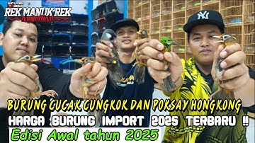 HARGA BURUNG IMPORT 2025 TERBARU !! BURUNG CUCAK CUNGKOK DAN POKSAY HONGKONG