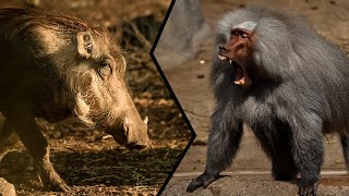 Warthog vs Baboon - Siapa yang Menang?