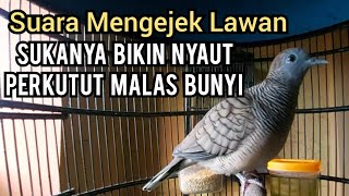 Perkutut lokal gacor suara Mengejek Lawan Sukanya bikin Nyaut perkutut Malas Bunyi