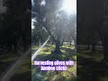 Harvesting olive the old fashioned way. Pure olive oil available 😍