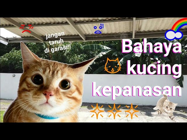 BAHAYA!!! Kucing Bisa Mati Karena Kepanasan!! Ruangan Kucing Harus 