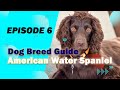 American water spaniel  all you need to know about this sport breed