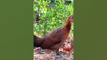 Tiếng gà mái Rừng gọi Trống phi nhanh như tên lửa #garung #chicken #nature #shorts