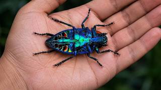 10 Jewel Beetles That Look Like Living Gemstones