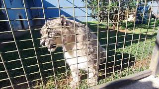 Snow Leopard being friendly When I chuff at her. Billabong zoo