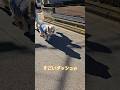 ソワソワ犬【goldenretriver】#shorts#dog #goldenretriever #犬 #ゴールデンレトリバー