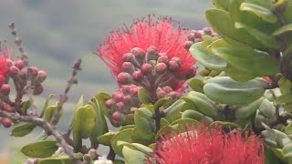 Efforts continue to combat rapid Ohia death after 10 years of research