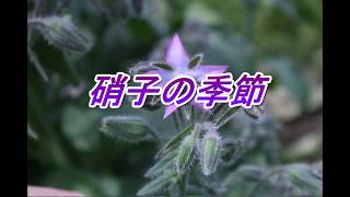 硝子の季節（パート2）／ケイ潤子♪柴田良子