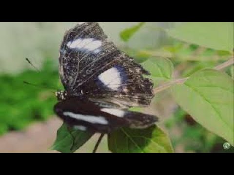 ভিডিও: স্ট্রেস রিলিফ বিধি