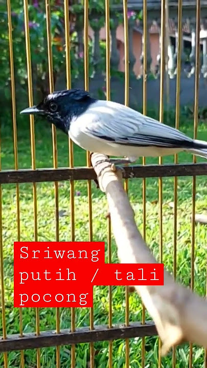 sriwang putih atau tali pocong