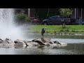 GREAT BLUE HERON SHOWER AT PARK FOUNTAIN