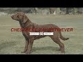 MONDAY'S MIINUTE: CHESAPEAKE BAY RETRIEVER の動画、YouTube動画。