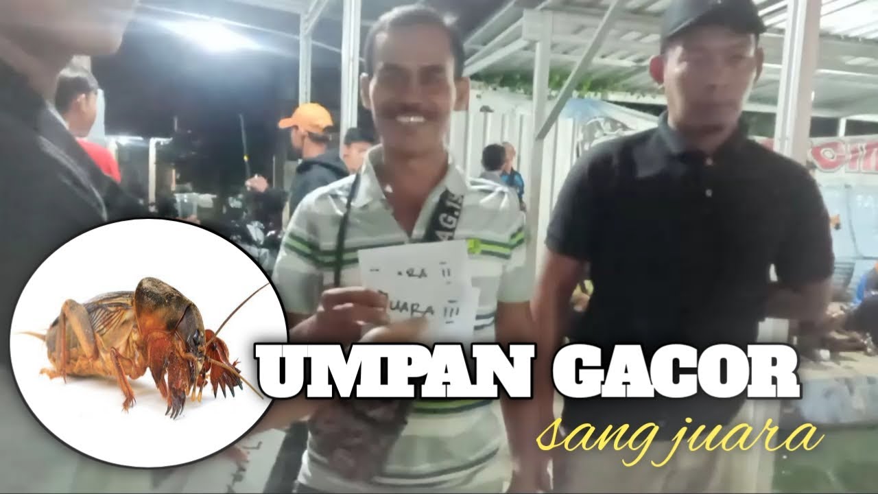 Umpan gacor sang juara ‼️ Umpan jitu mancing lele media orong-orong