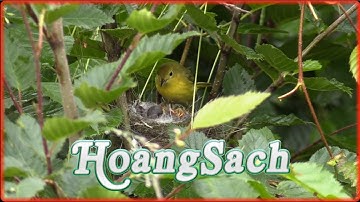 Intro Video 15 – Nhạc Intro Hay Không Bản Quyền – Hoàng Sách