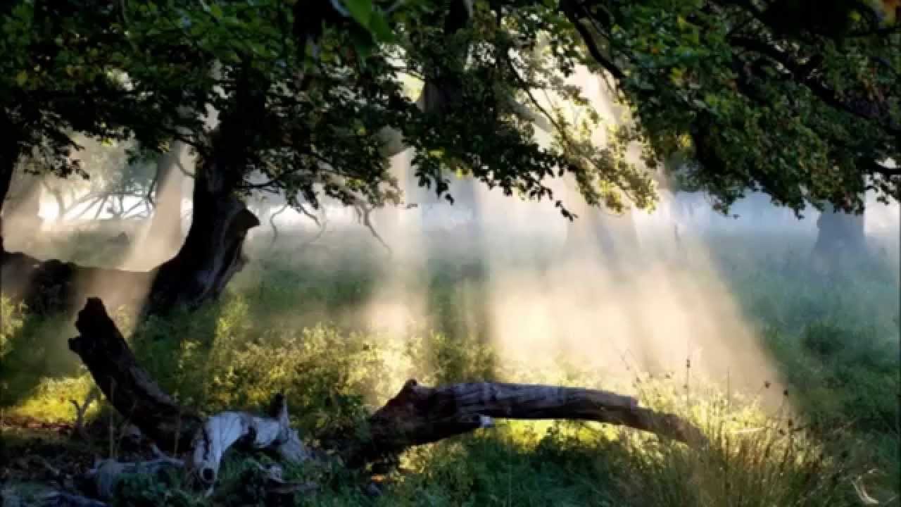 Guided Healing Meditation - Divine Discernment