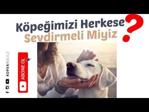 Video: Köpeğiniz Bir Sağlık Kulübüne Katılmalı Mı?