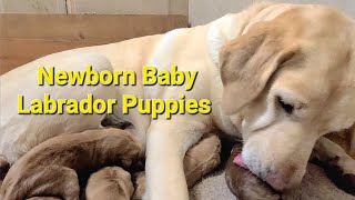 Cutest Newborn Baby Puppies Getting Lick Clean By Mommy Dog | Newborn Baby Labrador Puppies Video