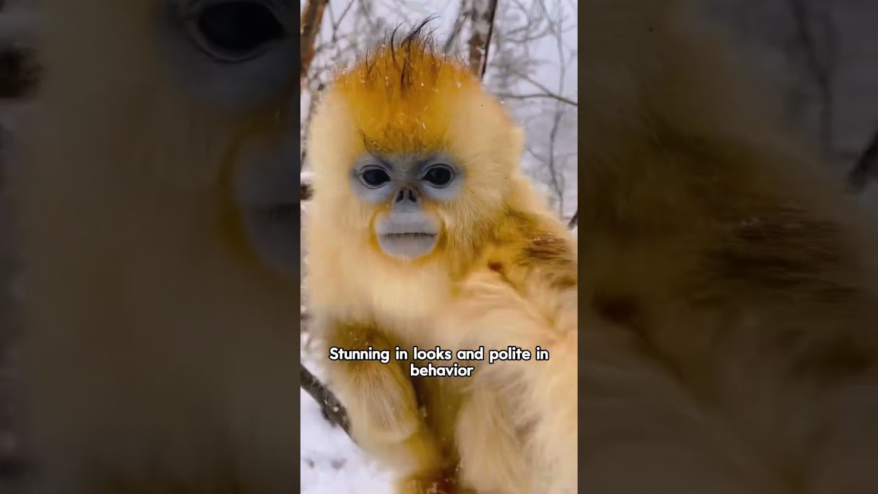 Почему золотистые курносые обезьяны вызывают негативную реакцию в интернете из-за макак-эмейшан? ...