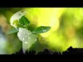 covered by grace By Humble Inea