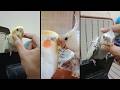 Cockatiels are the BEST 🦜 | Funny &amp; Happy Moments | Cockatiel Funny Shorts | Best Bird Moments 2026