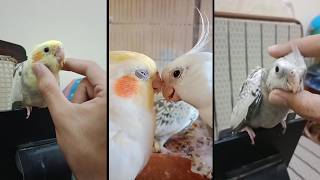 Cockatiels are the BEST 🦜 | Funny &amp; Happy Moments | Cockatiel Funny Shorts | Best Bird Moments 2026