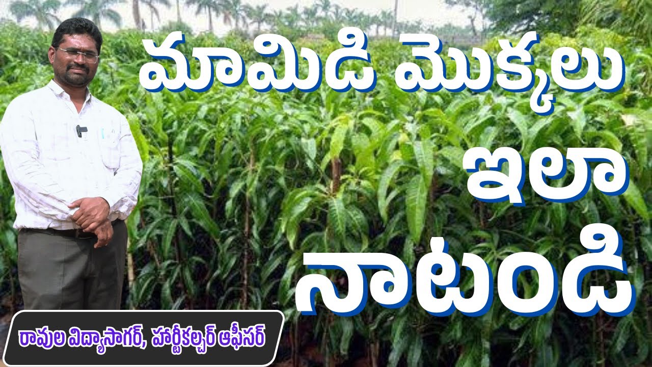మామిడి మొక్కలు ఇలా నాటుకోండి | mango plantation | BHOOMIPUTHRA TELUGU