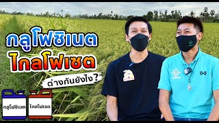 ไกลโฟเสต กับ กลูโฟซิเนต ต่างกันยังไง?